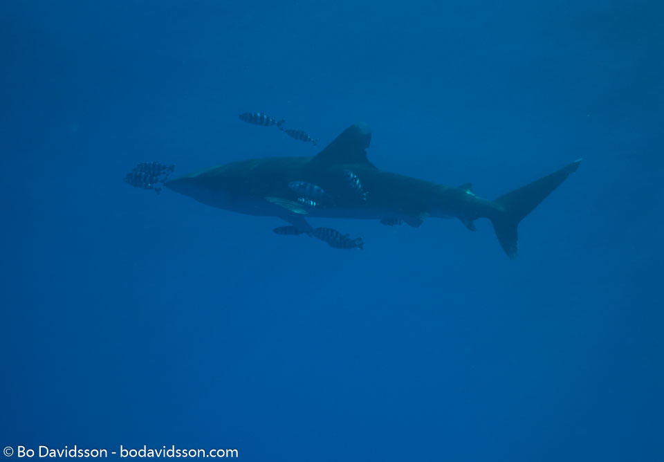 BD-090406-St-Johns-4062752-Carcharhinus-longimanus.-(Poey.-1861)-[Oceanic-whitetip-shark.-Vitspetsig-oceanhaj].jpg